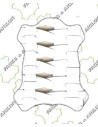 TRESSE SUR CHEVRE AJOURE 4MM EN LARGEUR 0.7M